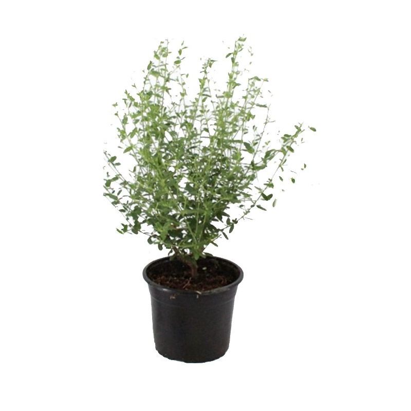 Ceanothus Concha