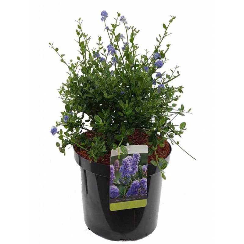 Ceanothus Skylark 
