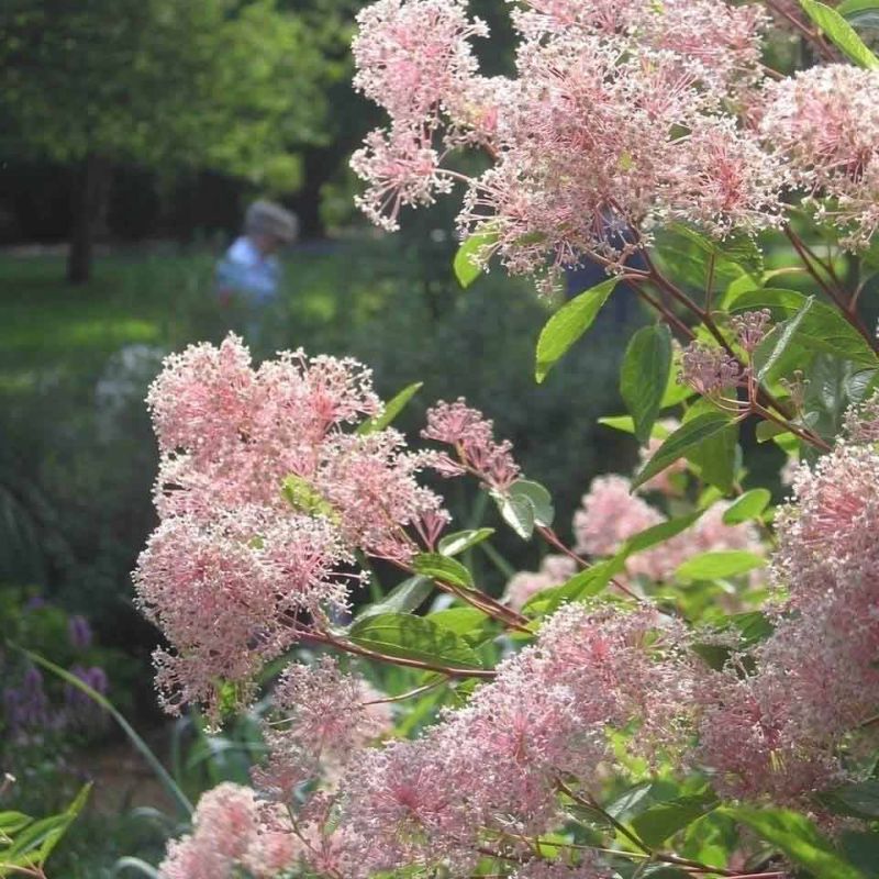 Ceanothus Marie Simon