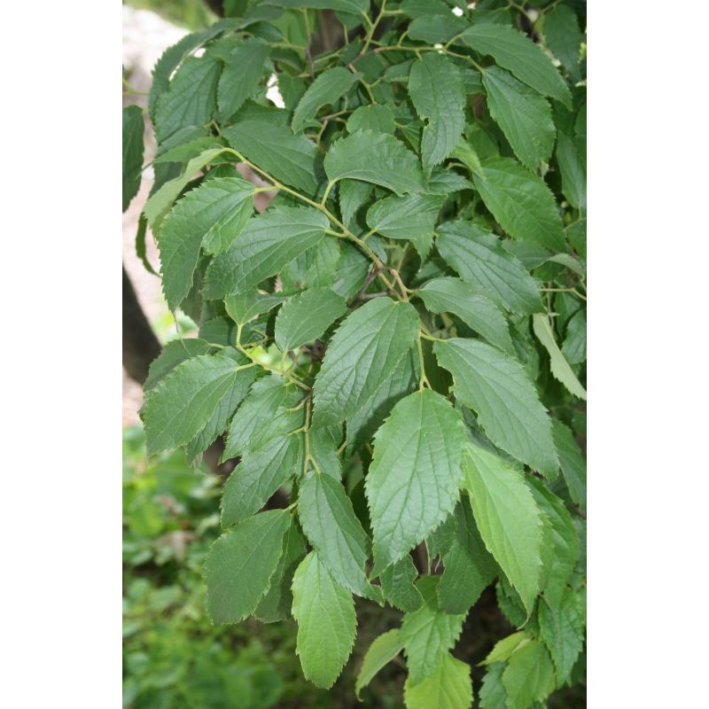Celtis australis 