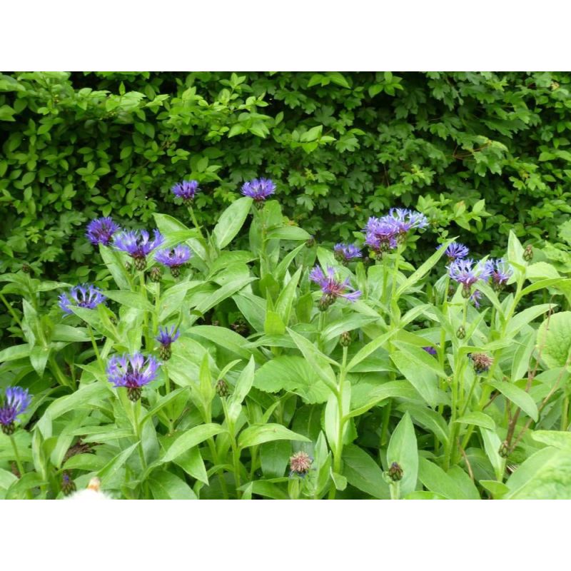 Centaurea montana 