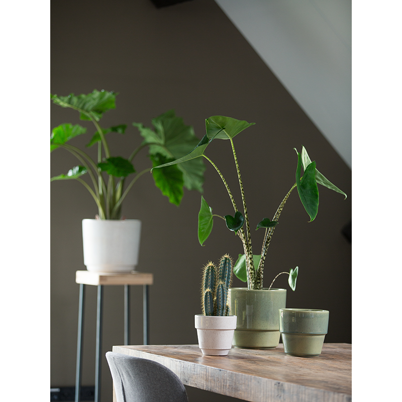Cera Reactive White