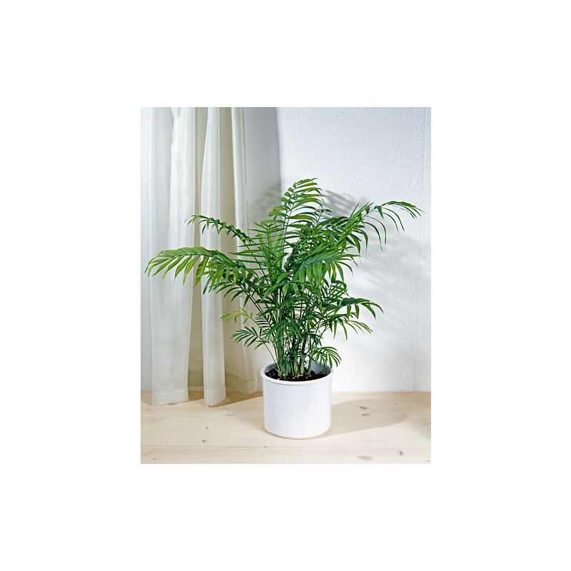 Chamaedorea elegans 