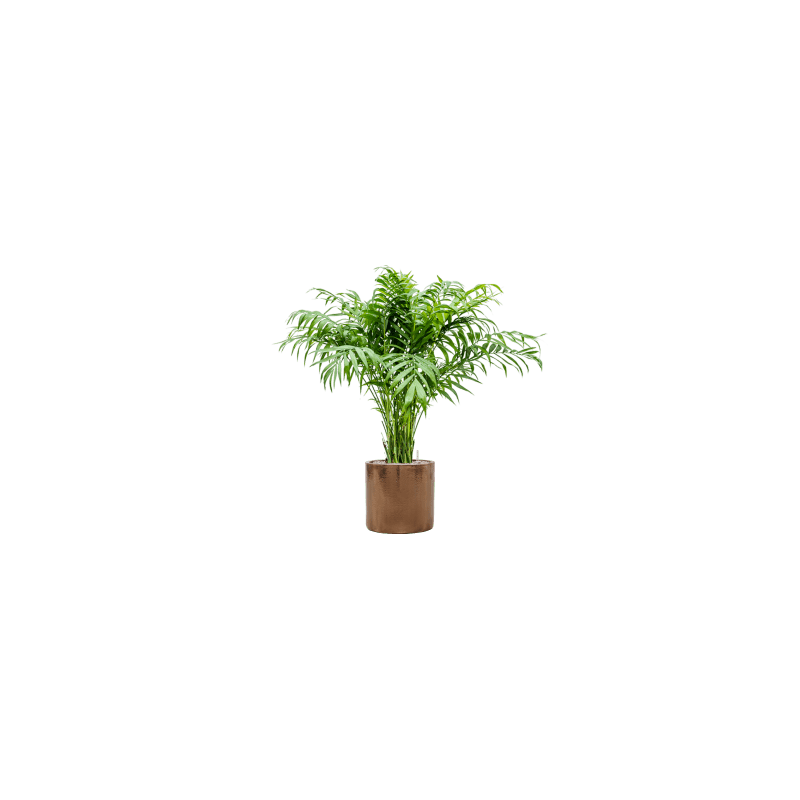 Chamaedorea elegans