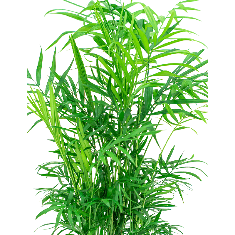 Chamaedorea elegans 