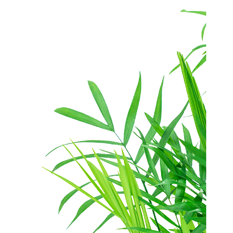 Chamaedorea elegans 