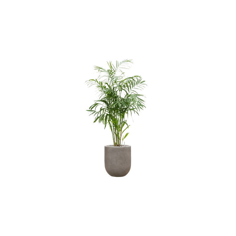 Chamaedorea seifrizii 