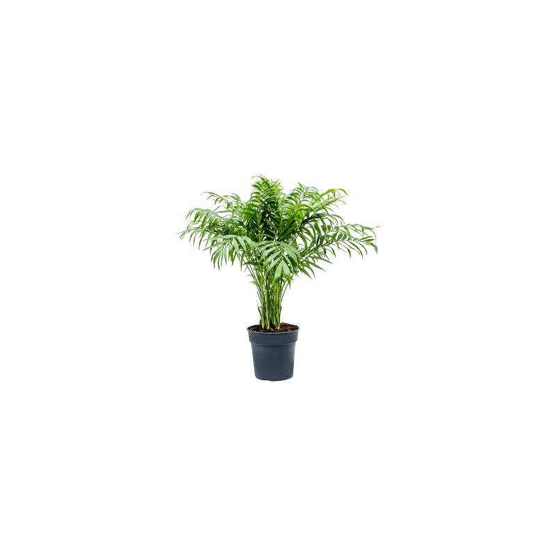 Chamaedorea elegans