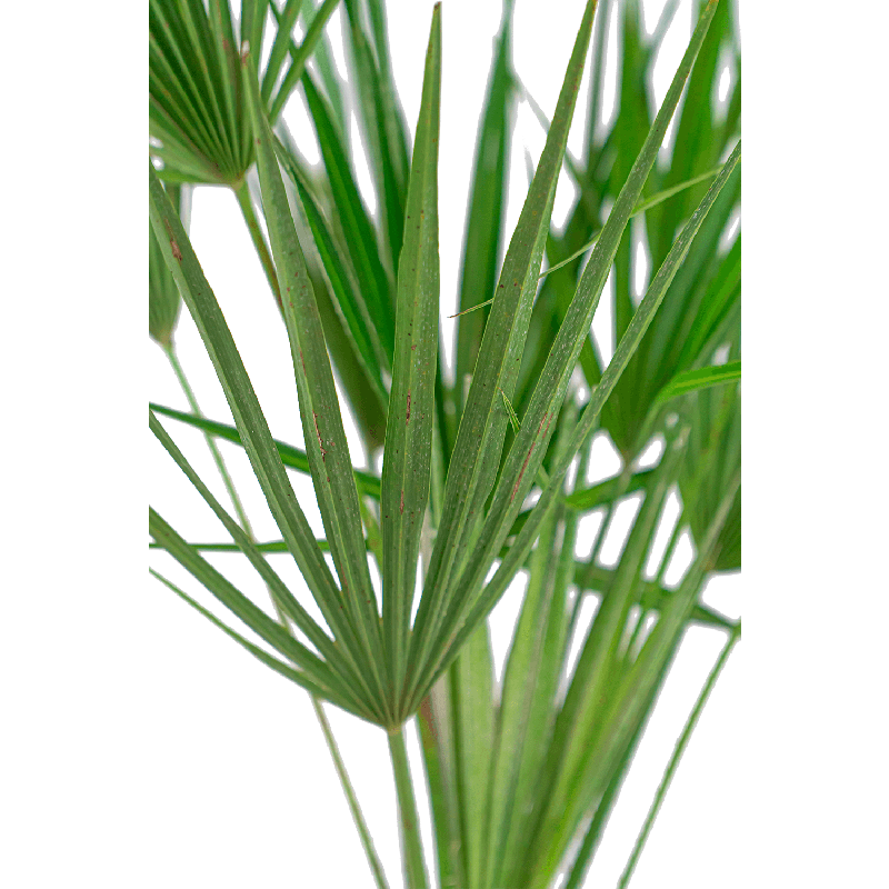 Chamaerops Humilis in Elho Greenville wit