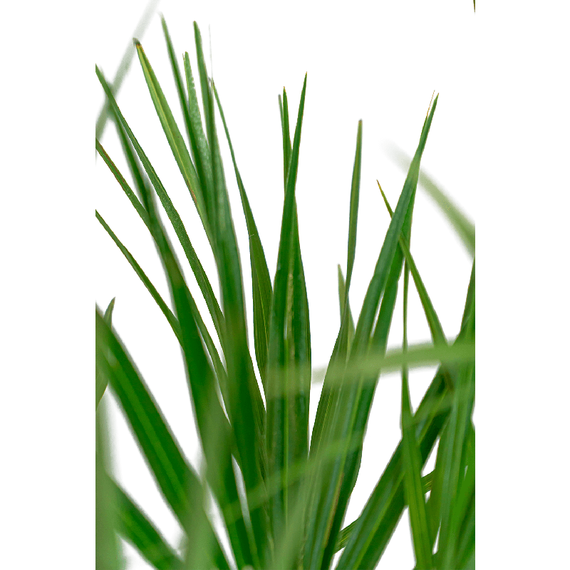 Chamaerops Humilis in Elho Greenville wit
