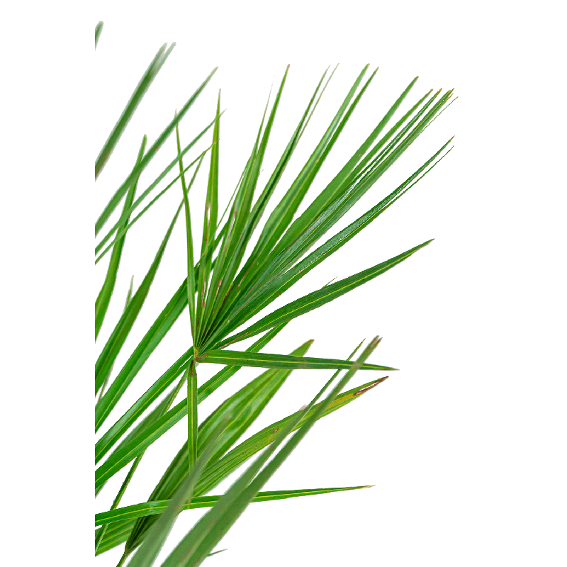 Chamaerops Humilis in Elho Greenville wit
