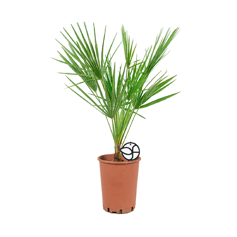 Chamaerops humilis 