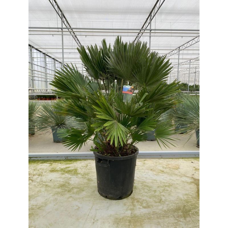 Chamaerops humilis 
