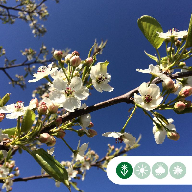 Pyrus Chanticleer- volgroeid