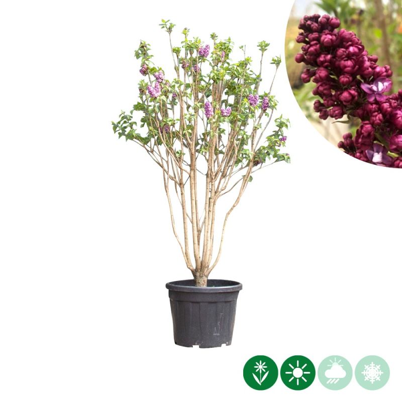 Syringa Charles Joly - meerstammig