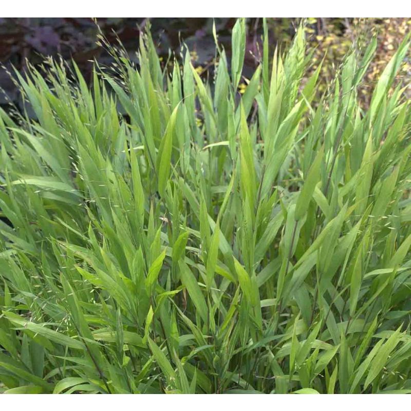 Chasmanthium latifolium 