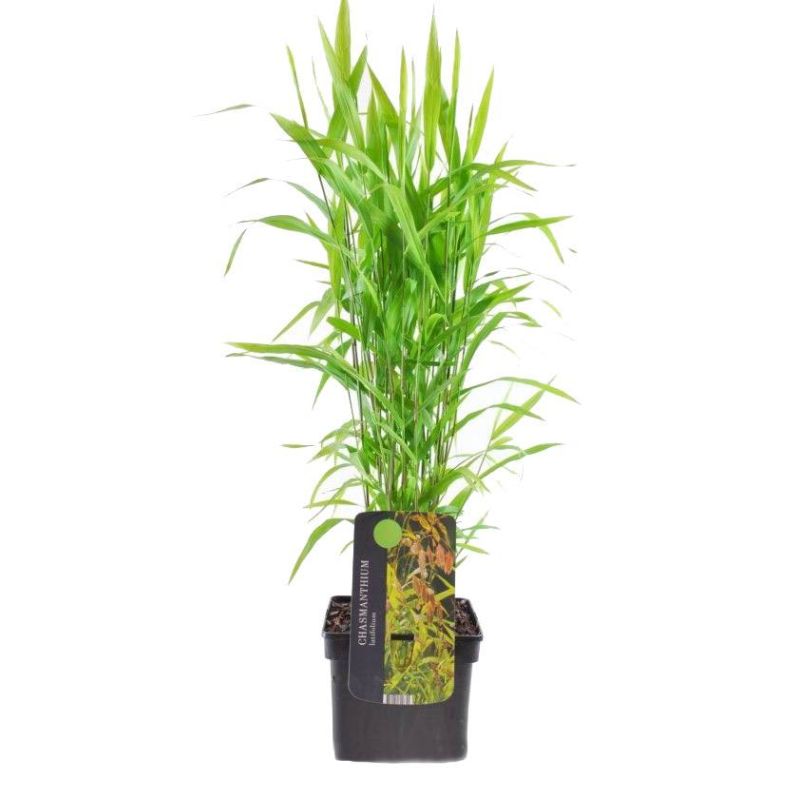 Chasmanthium latifolium 