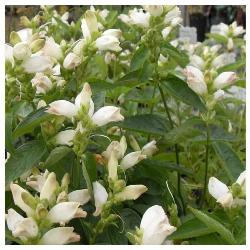 Chelone obliqua Alba