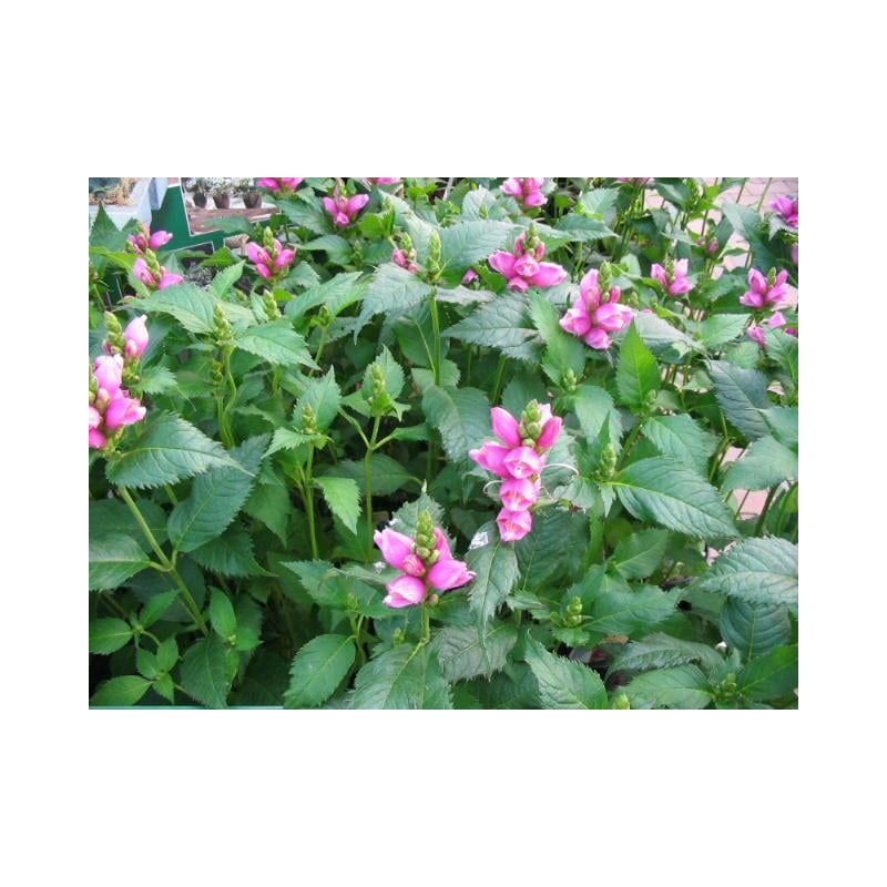 Chelone obliqua 