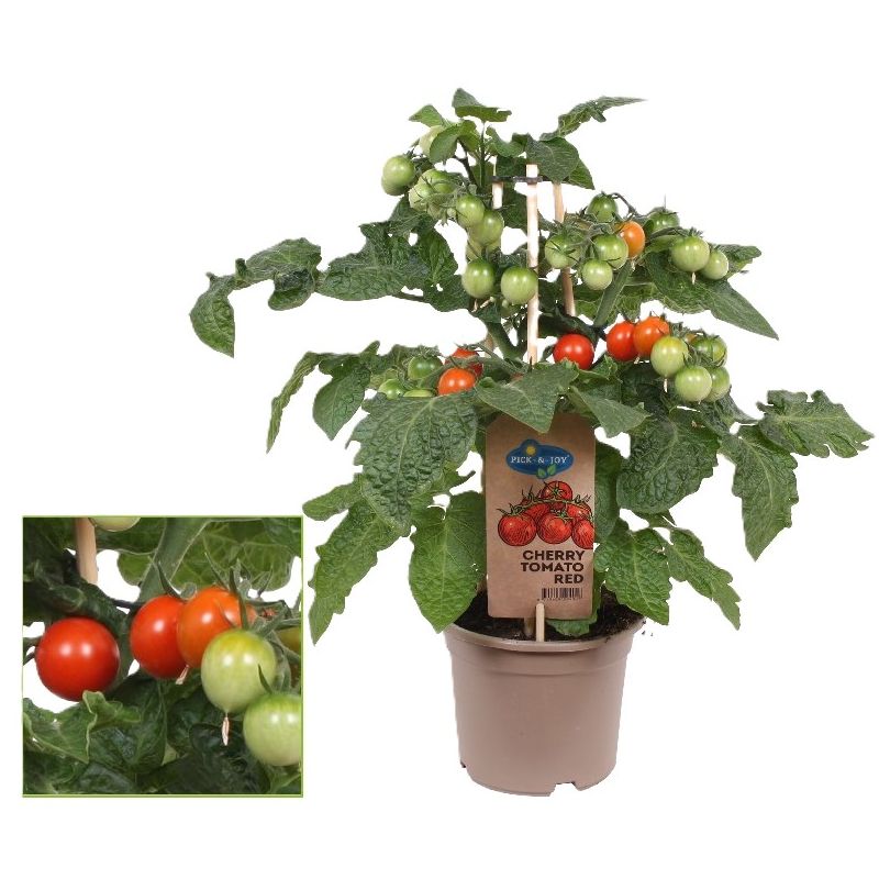 Cherry tomaat