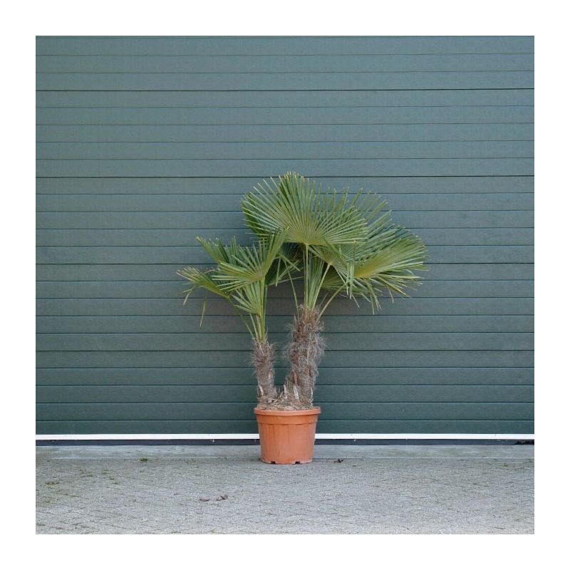 Trachycarpus fortunei - 2-stam