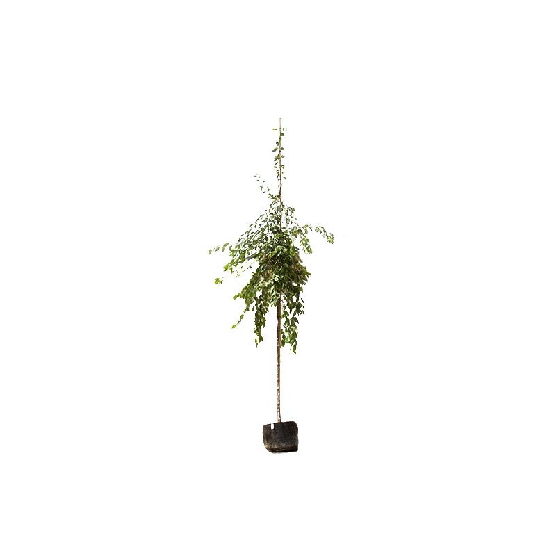 Malus Floribunda
