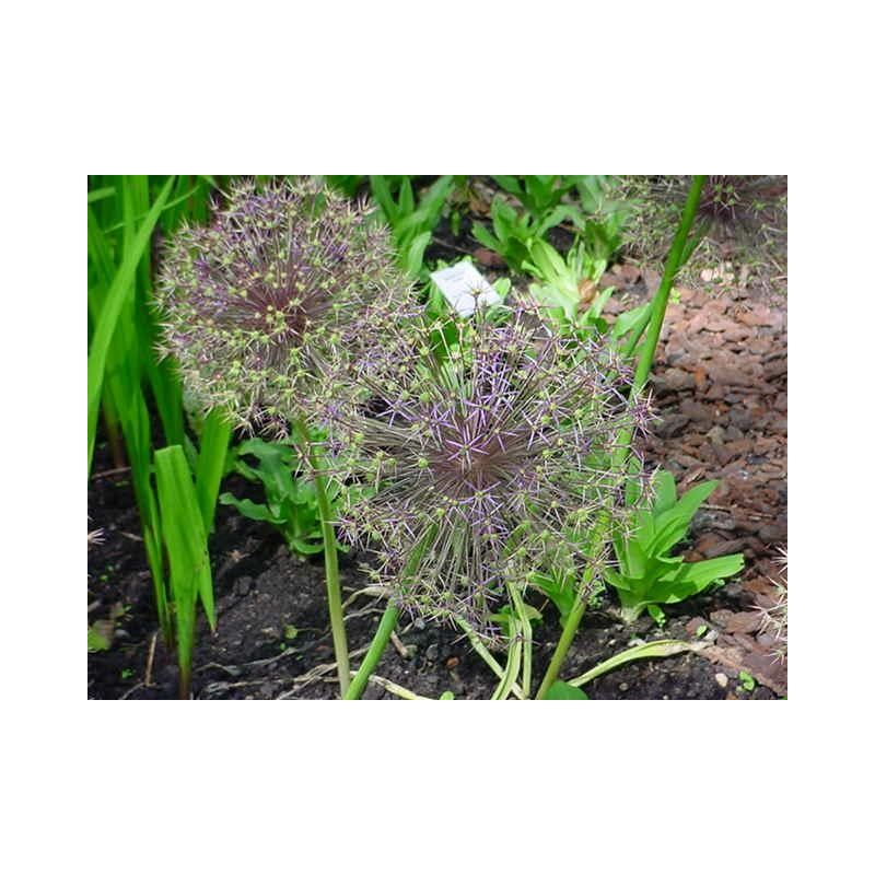 Allium christophii