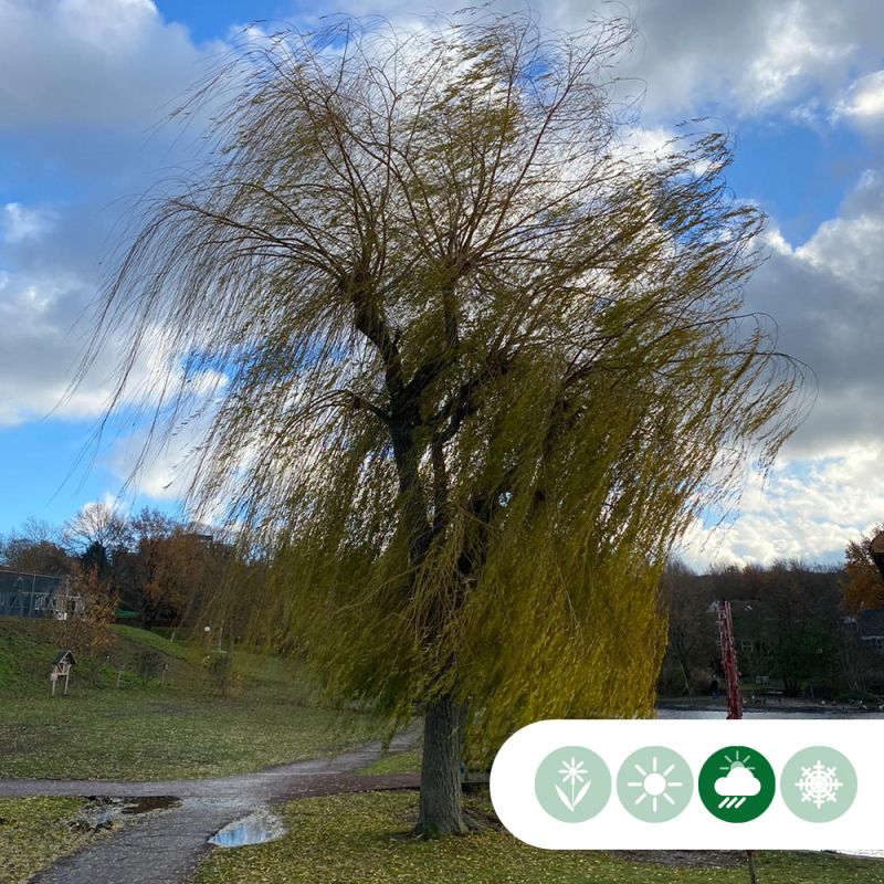 Salix Chrysocoma
