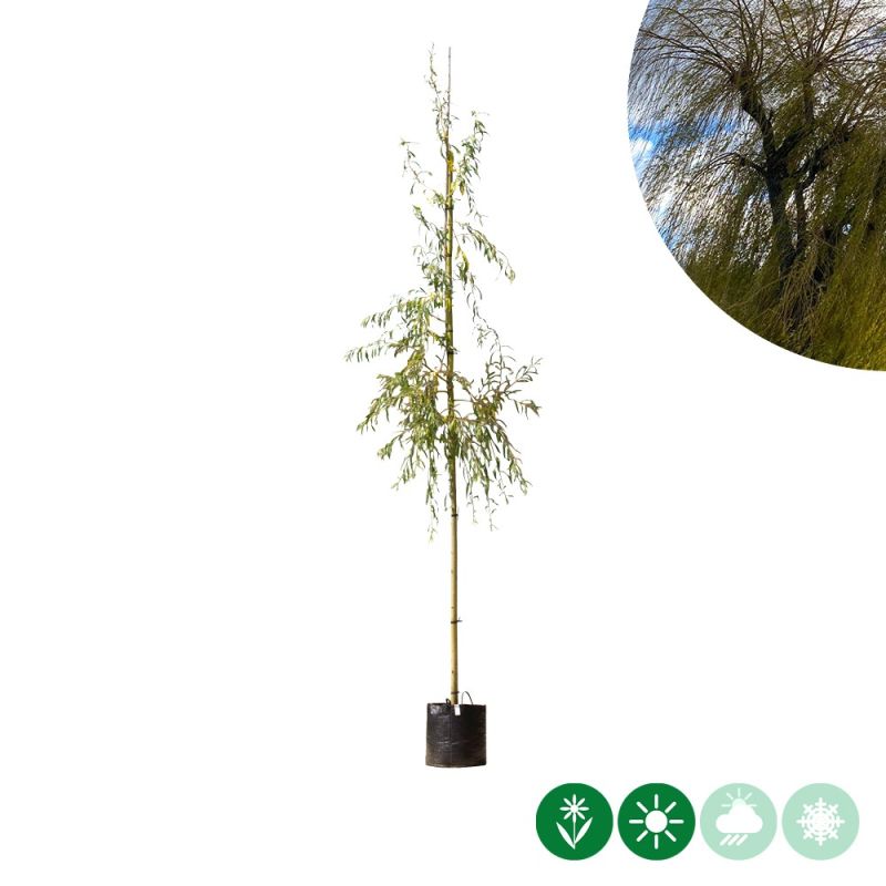 Salix Chrysocoma