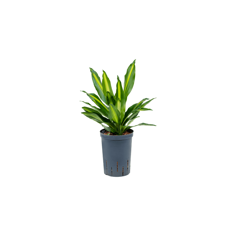 Dracaena Cintho