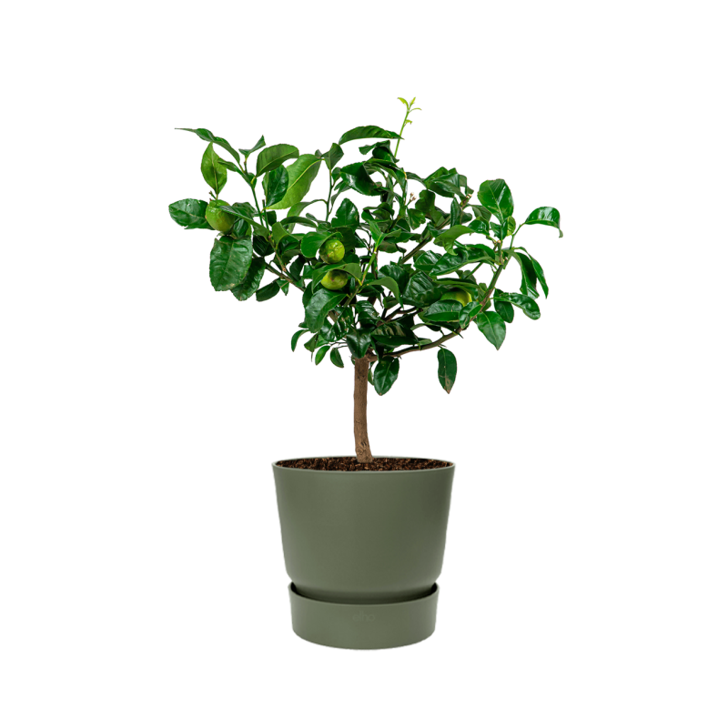 Citrus Limon in Elho Greenville groen