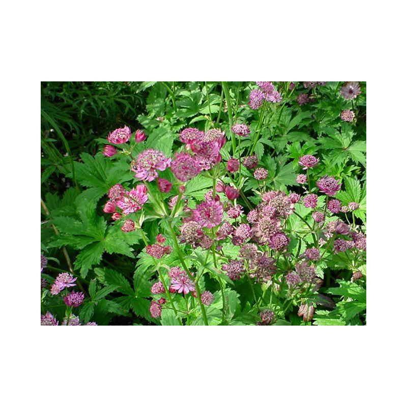 Astrantia Claret 