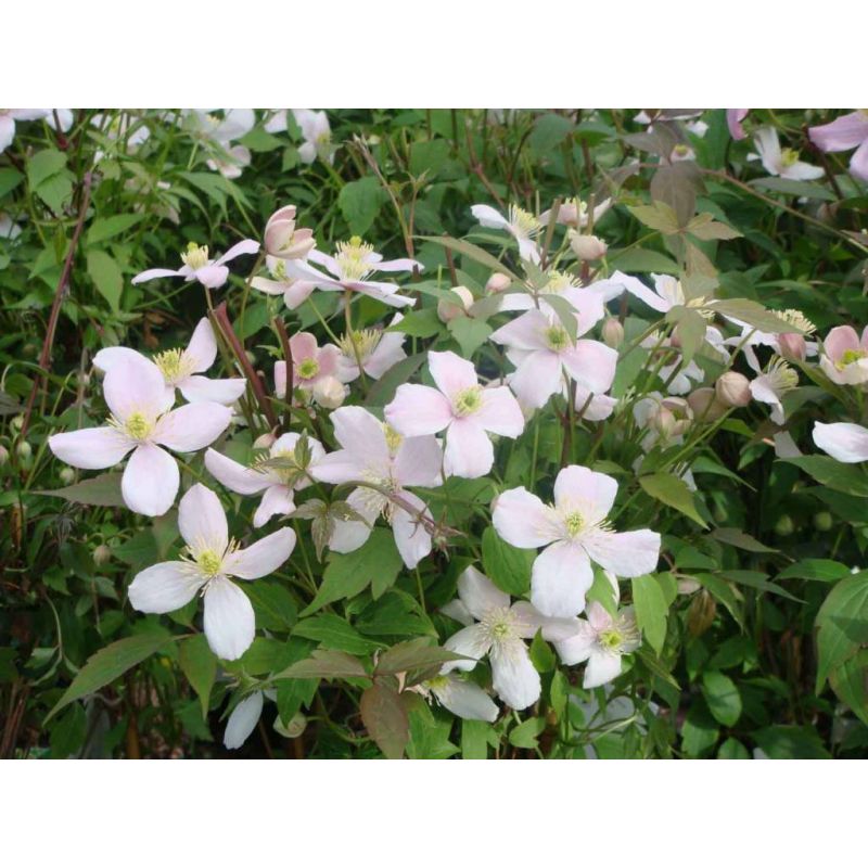 Clematis Rubens