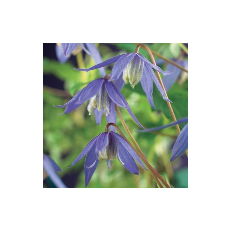 Clematis alpina