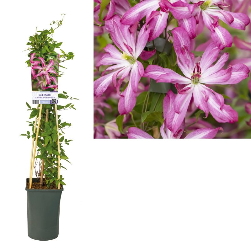 Clematis Glorious Surprise