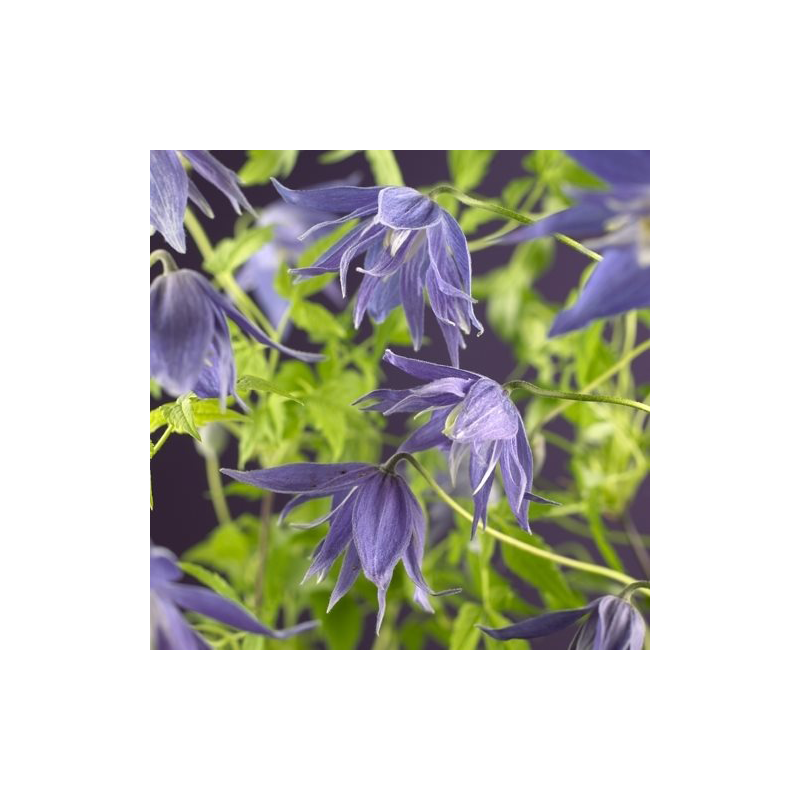 Clematis Maidwell Hall