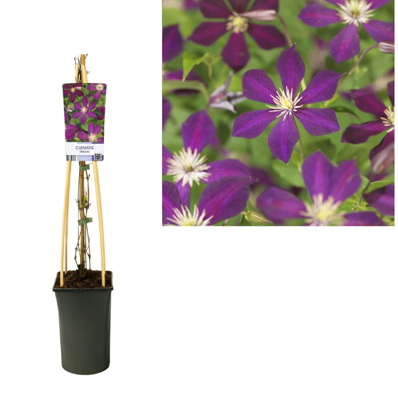 Clematis Mikelite