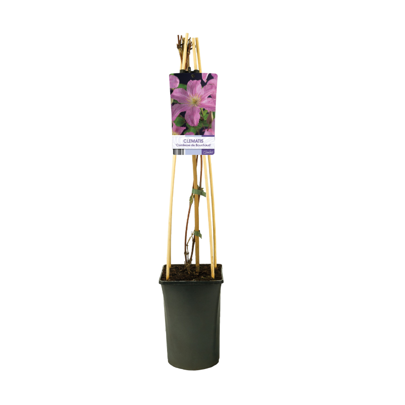 Clematis Comtesse de Bouchaud
