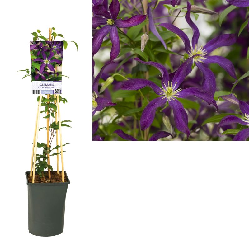 Clematis Purple Tentacles