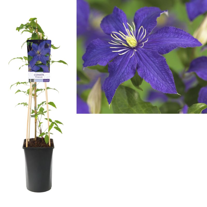 Clematis Rhapsody