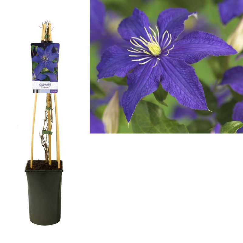 Clematis Rhapsody