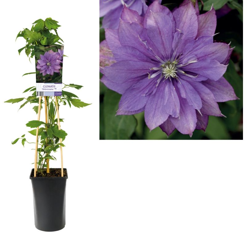 Clematis Rollercoaster