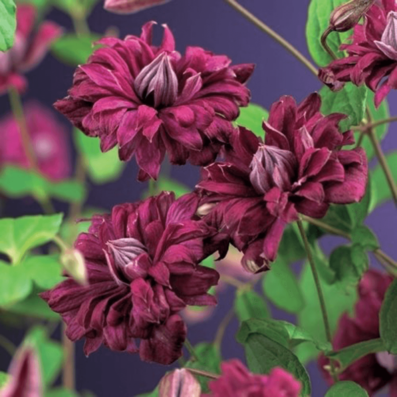 Clematis Purpurea Plena Elegans