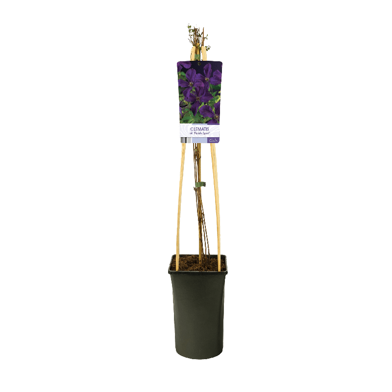 Clematis Polish Spirit