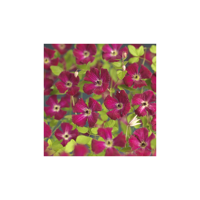 Clematis Rubra