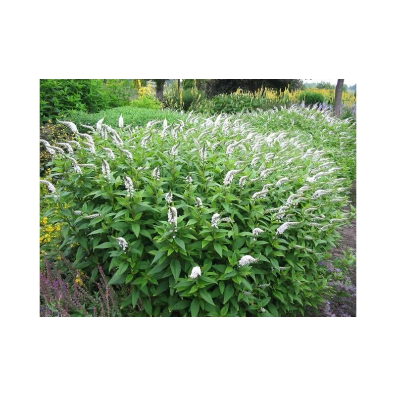 Lysimachia clethroides 