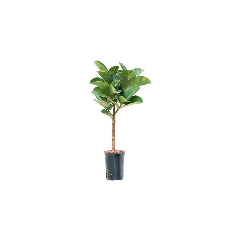 Ficus Cloe op stam 