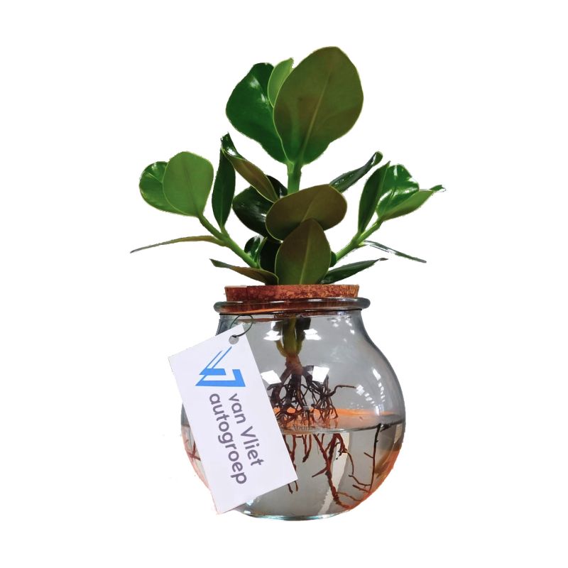Clusia in bolglas 