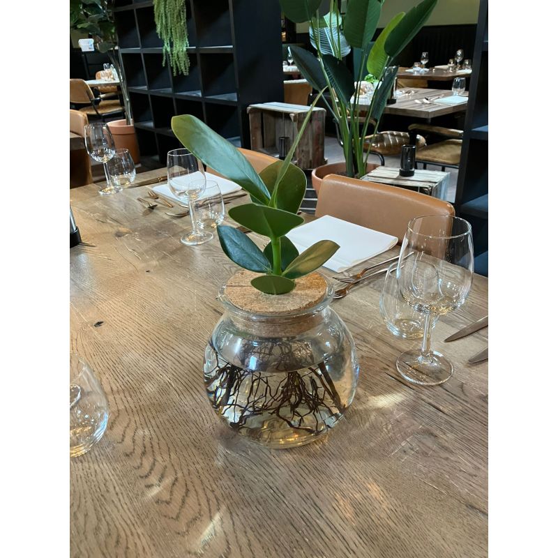 Clusia in bolglas 