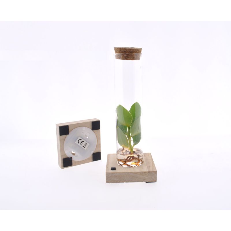 Clusia in Tubeglas met LED - 15 stuks